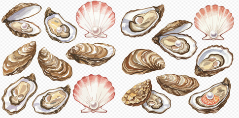 Watercolor illustration set of various oysters and scallops, some open with pearls, some closed, depicting marine life and seafood.