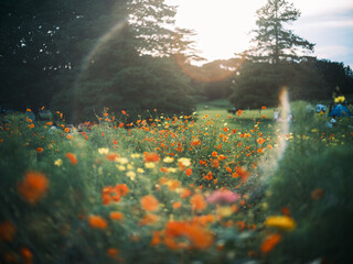 Orange and Yellow Cosmos Field at Sunset with Lens Flare