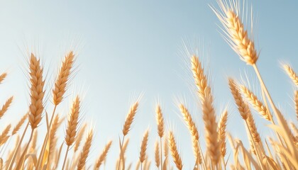 Fototapeta premium Golden wheat stalks reaching for a tranquil light blue sky create a peaceful and agricultural atmosphere