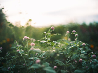 Pink Globe Amaranth Flowers in Soft Sunset Light