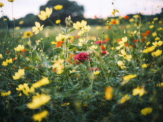 Vibrant Yellow Cosmos Flowers with Red Bloom in Summer Field