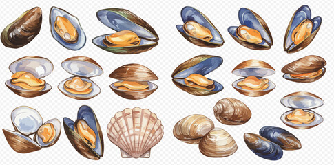 Watercolor illustration of various fresh seafood shellfish including mussels, clams, and a scallop.