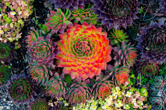 colorful flower pattern