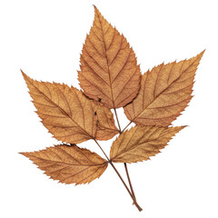 Fototapeta premium Dried autumn leaf cluster detailed veins and texture isolated on white background