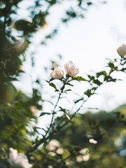 White Flower Blooming in Soft Sunlight