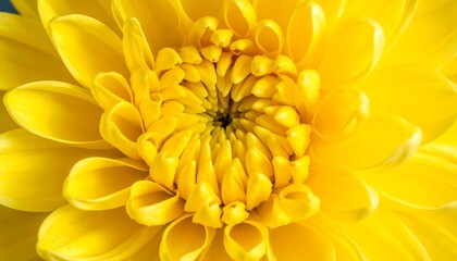 Close-up of a vibrant yellow flower