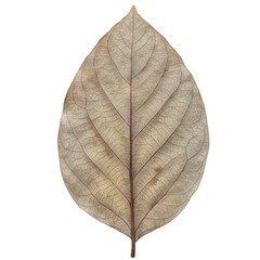Obraz premium Detailed close-up of a dried leaf showing intricate vein structure isolated on white background