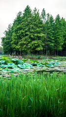 Vertical view of lotus pond and green trees in summer landscape