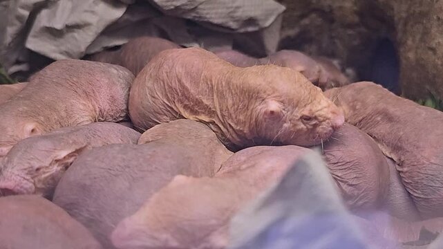 Close up view of piled up naked mole rates resting together