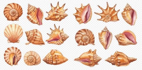A diverse collection of watercolor seashells, featuring various shapes, sizes, and intricate details, perfect for marine-themed designs.