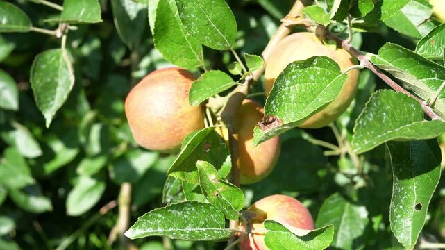 Ripe organic apples are hanging on the apple tree. The concept of harvesting and farming