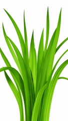 Fototapeta premium Fresh green grass isolated on white background