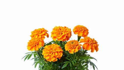 Beautiful marigold flower isolated on white background in full bloom