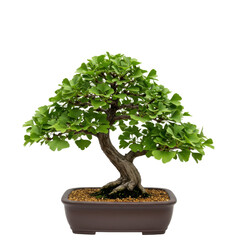 Elegant ginkgo bonsai in a brown pot showcasing lush green foliage isolated on white background