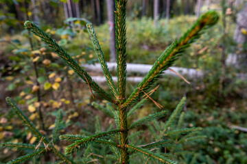 Tällberg, Sweden A view of a lush and thick natural pine forest and underbrush.