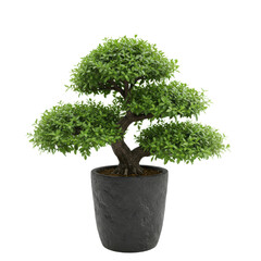 Serene bonsai tree in textured black pot, lush green foliage isolated on white background