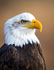 Close-up of an eagle's head and shoulders