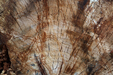 Natural texture, i.e. the inner side of the bark of a tree with traces of the bark beetle, a species that is a pest of trees in the forest.