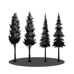 Fototapeta premium Four Tall Evergreen Trees in a Row.