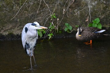 A Grey Heron in the river.Chordata Abes Pelecaniformes Ardea Wild bird.It ambushes and preys on fish near water such as rivers.