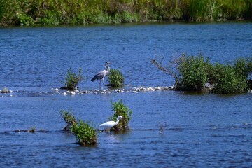 A Grey Heron in the river.Chordata Abes Pelecaniformes Ardea Wild bird.It ambushes and preys on fish near water such as rivers.