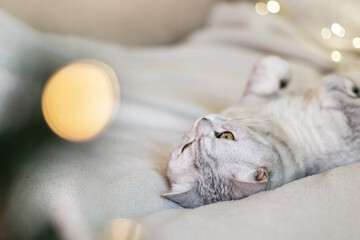 Scottish straight cat lies on his back bokeh from lights in the background. Cat upside down....