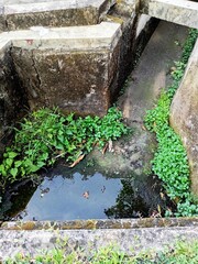 A puddle of water in a ditch with green leafy wild plants growing abundantly around it