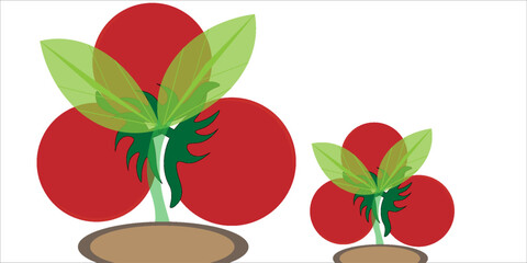 tomato is a kind fruit.
