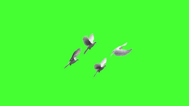A flock of small white birds or pigeons flying together in a coordinated motion over a green screen. This versatile VFX element can be used to add life to city or nature scenes in post-production.
