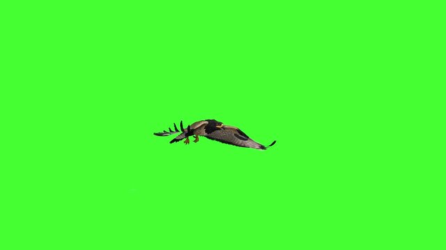 A detailed hawk with spread wings glides smoothly in a realistic flying motion against a chroma key green background, perfect for nature documentaries, wildlife videos, freedom symbols, or environment