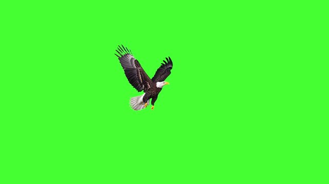 A majestic bald eagle with white head and spread wings soars powerfully across a solid green screen in detailed realistic footage. Suitable for chroma key patriotism, freedom, or wildlife overlays.