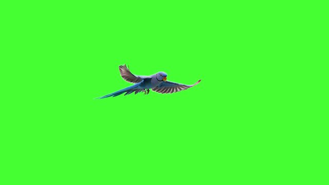 A vibrant blue parrot with bright yellow beak spreads its wings and flies forward in a smooth seamless loop against a green screen background. Excellent for tropical themes, pet videos, and colorful c