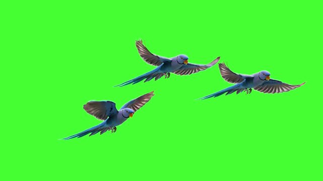 Three light blue budgerigars (budgies) fly in a coordinated loop with flapping wings against a chroma key green background, suitable for pet videos, aviary scenes, children's content, or lighthearted 