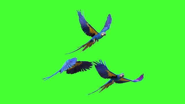A flock of three vibrant blue-and-yellow macaw parrots flies in formation with spreading wings against a chroma key green background, ideal for nature documentaries, jungle scenes, wildlife videos, or