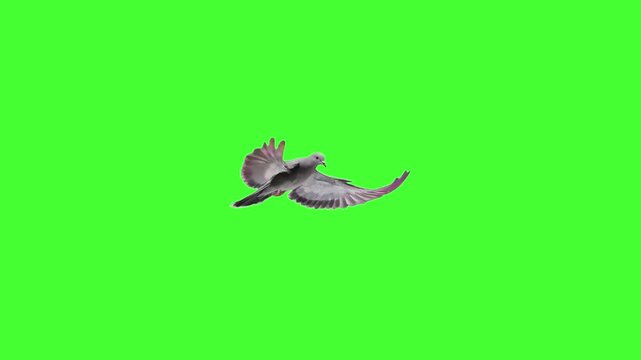 A single gray pigeon flaps its wings and glides smoothly across a solid green screen in realistic 3D animation. Perfect for chroma key urban, nature, or wildlife compositing.