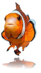 Close-up of an orange clownfish