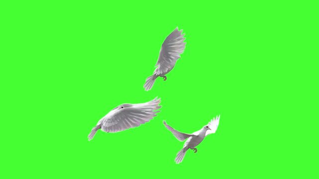 A graceful flock of white doves flaps and glides in formation across a solid green screen in realistic animation. Perfect for chroma key peace, wedding, or symbolic overlays.