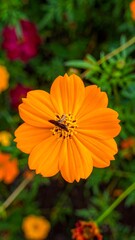 Close-up of an orange cosmos flower