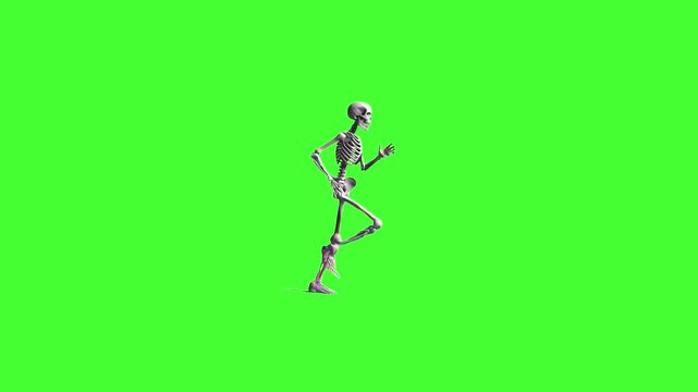 A detailed 3D skeleton runs in place with fluid bone movement on a solid green screen in looping run cycle. Suitable for chroma key Halloween, horror, or educational anatomy visuals.