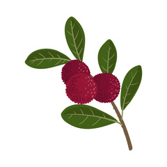 vector drawing yumberry tree branch with fruits and green leaves , Myrica rubra isolated at white background, hand drawn illustration