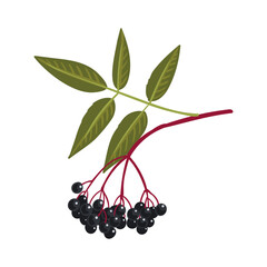 vector drawing elder tree branch with black berries and green leaves, sambucus nigra isolated at white background, hand drawn illustration