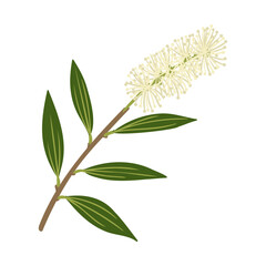 vector drawing bracelet honey myrtle, tree branch with flowers and green leaves, Melaleuca armillaris, isolated at white background, hand drawn illustration