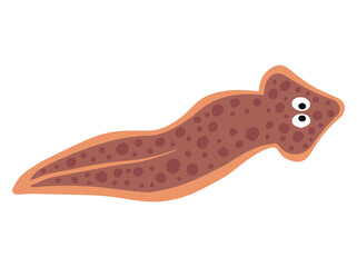 Planaria Flatworm Generic
