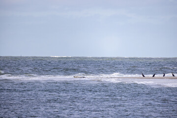 Playful dolphins gracefully surfacing in the serene, calm ocean waters beneath a beautiful, clear blue sky
