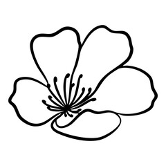 Cherry Blossom Flower Illustration