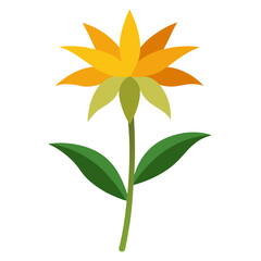 ligularia przewalski flower vector on white background