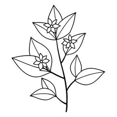 minimal ligustrum japonicum texanum flower line art vector on white background