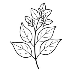 ligustrum japonicum texanum flower line art vector on white background