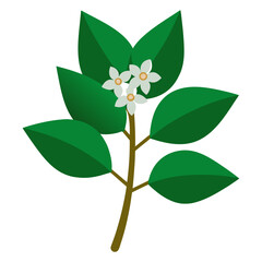  ligustrum japonicum texanum flower realistic design, vector isolated
