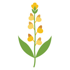 linaria vulgaris edible flower vector illustration isolated